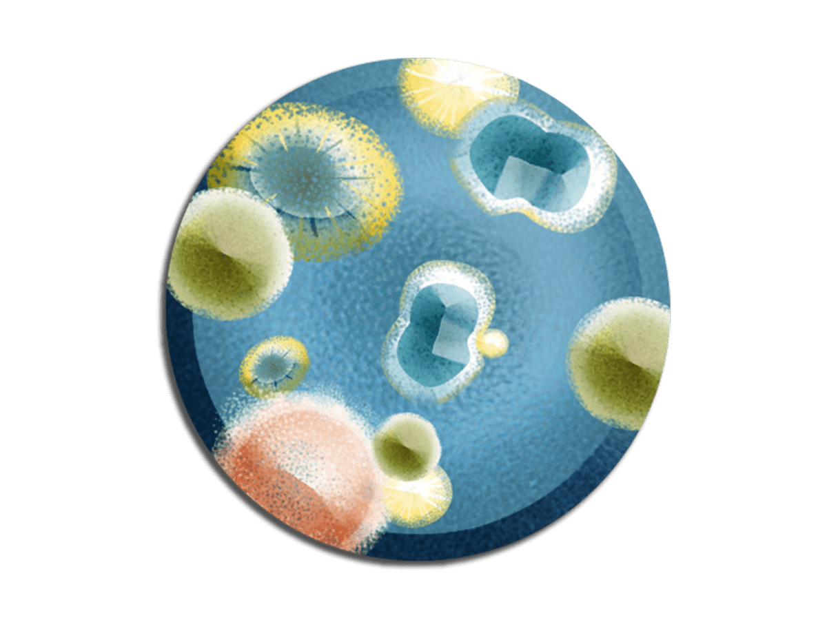 Candida Candida
