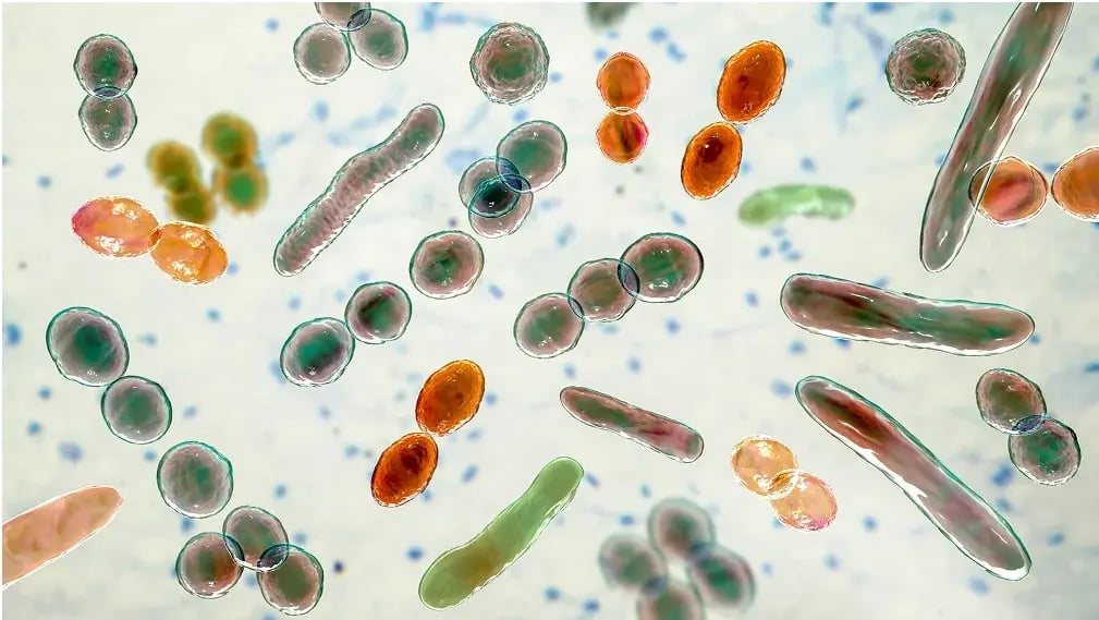 Gut health-2